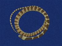 藏品(白梅花蛇)的圖片